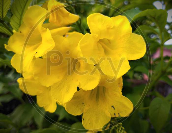 Yellow flower hd 2020