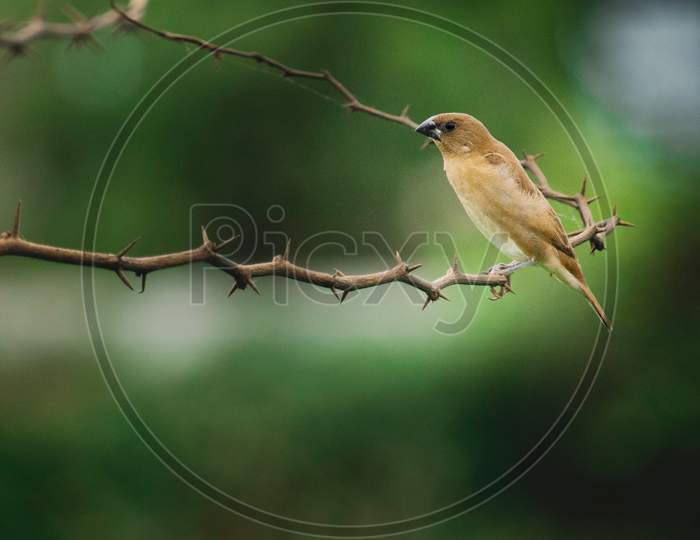 Munia perched on a branch