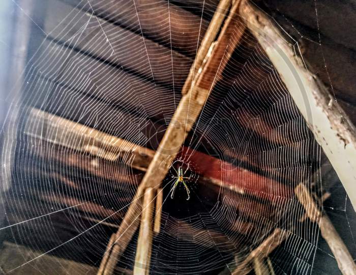 Spider web & spider