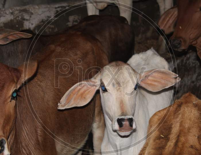 Cow,s baby