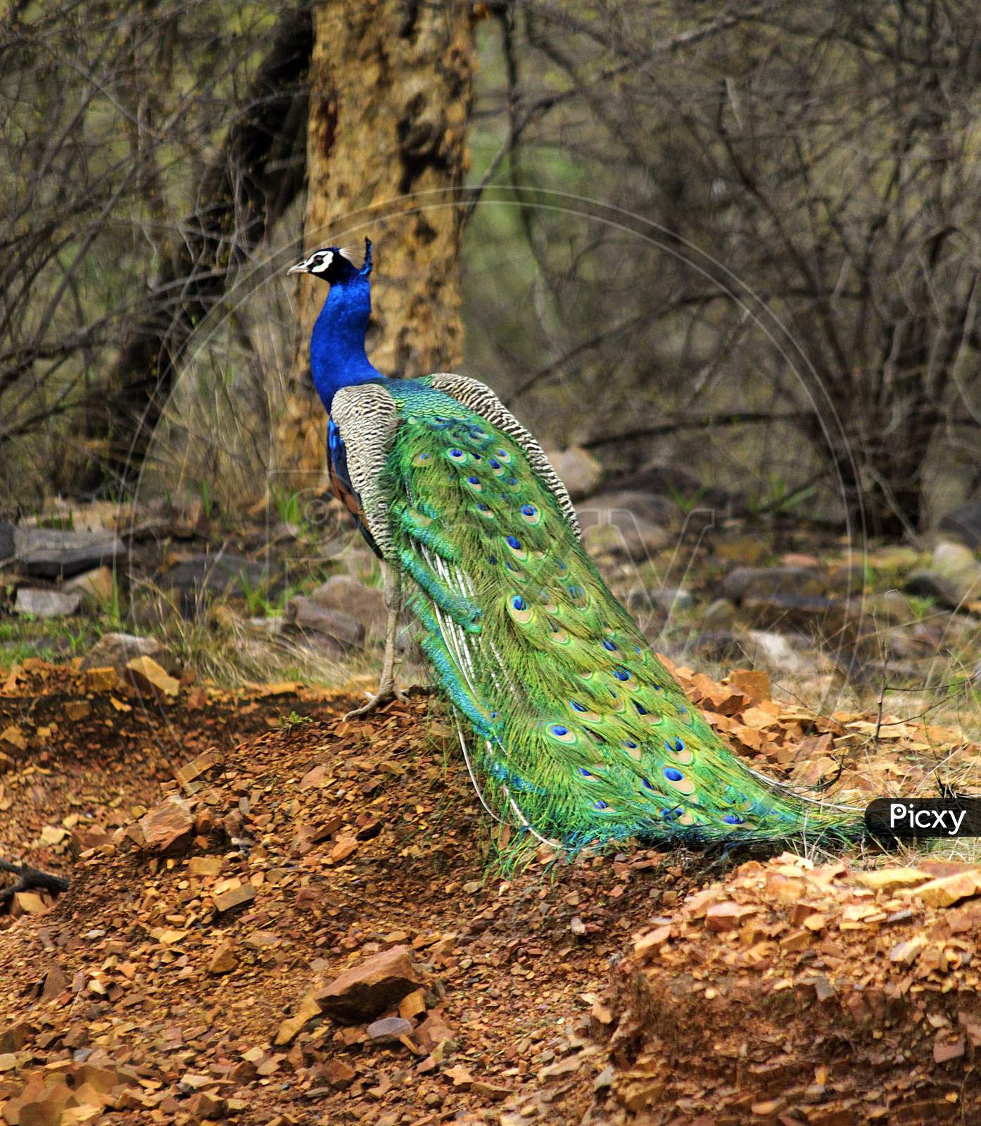Peacock at Rathambore National Park