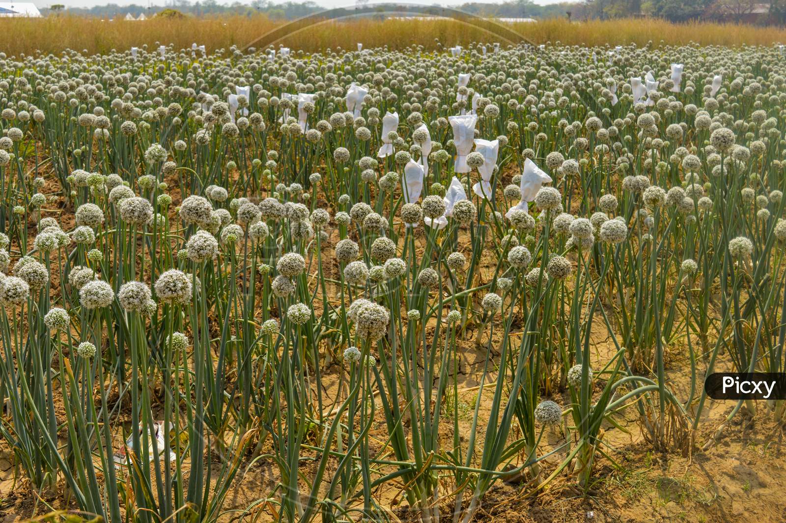 A Field Of Onion Plant At Agriculture Festival, Pusa, New Delhi.
