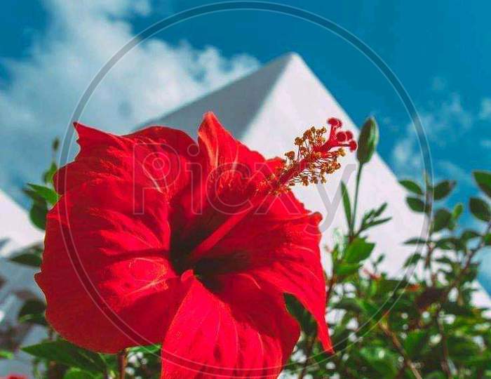 Red hibiscus photograph