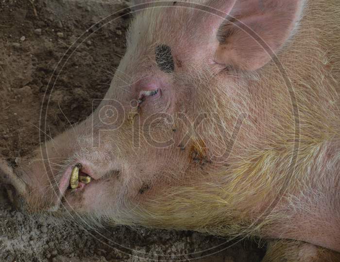 The Big Indian Male Pig Who Is Showcasing For Agriculture Fair, This Big Male Indian Pig Is So Rich,His Fertility Is So Good To Produce Baby Pig, Yellow Teeth, Need Massage Everyday.
