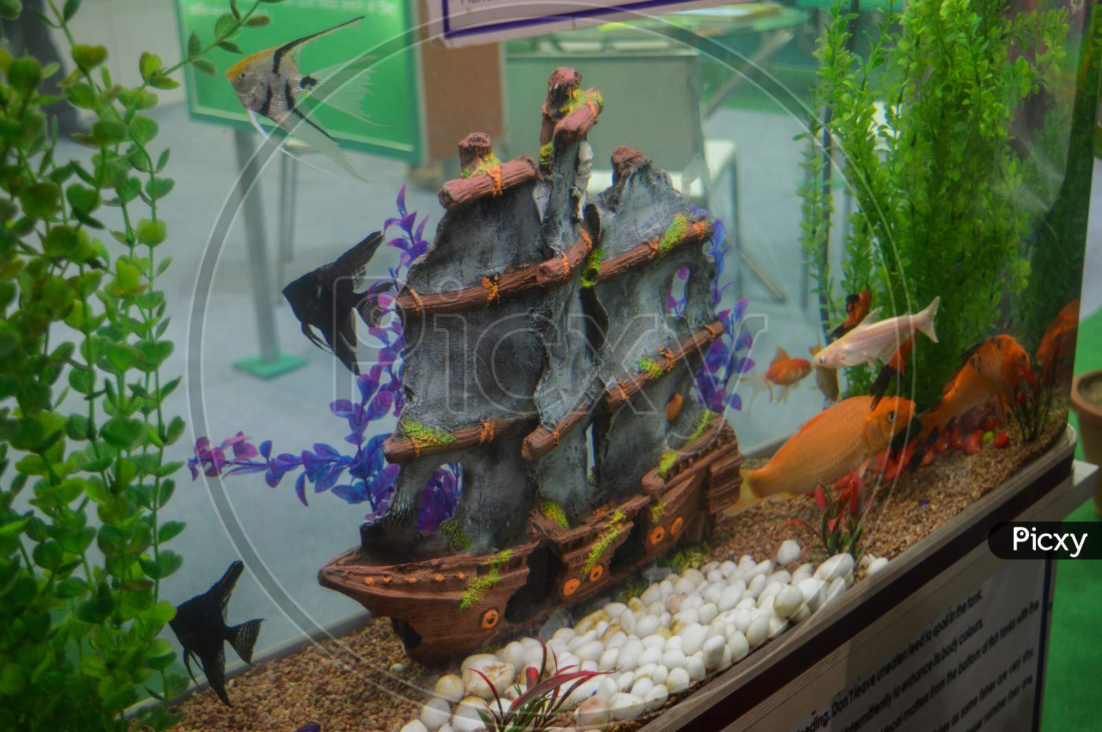 A Fish Aquarium That Has Boat Inside, Fishes, Stone, Golden Fish, Black Fish.
