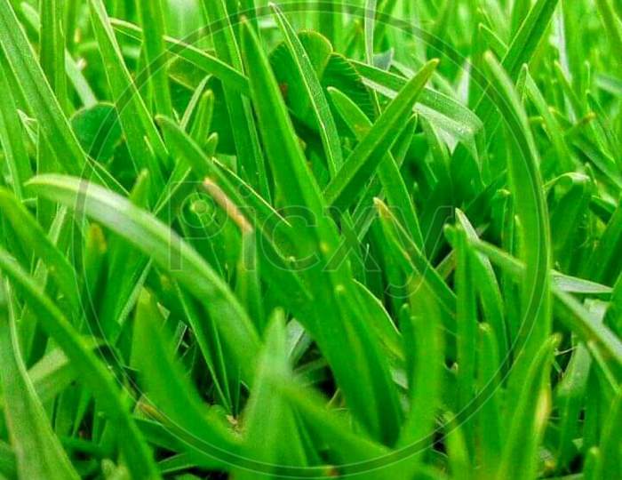 Beautiful grass photograph