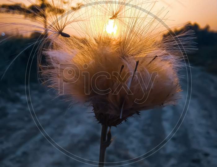 Dandelion flower showing towards the sun
