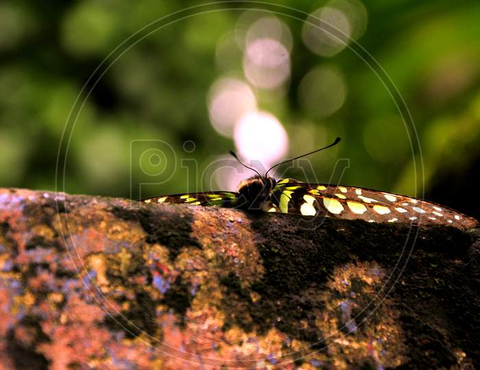 butterfly  image