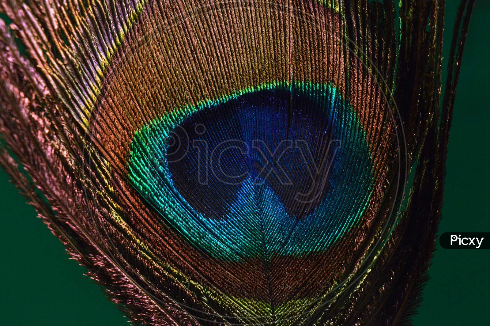 A Peacock Tell Piece, Feather, Mor Pankh With Green Background