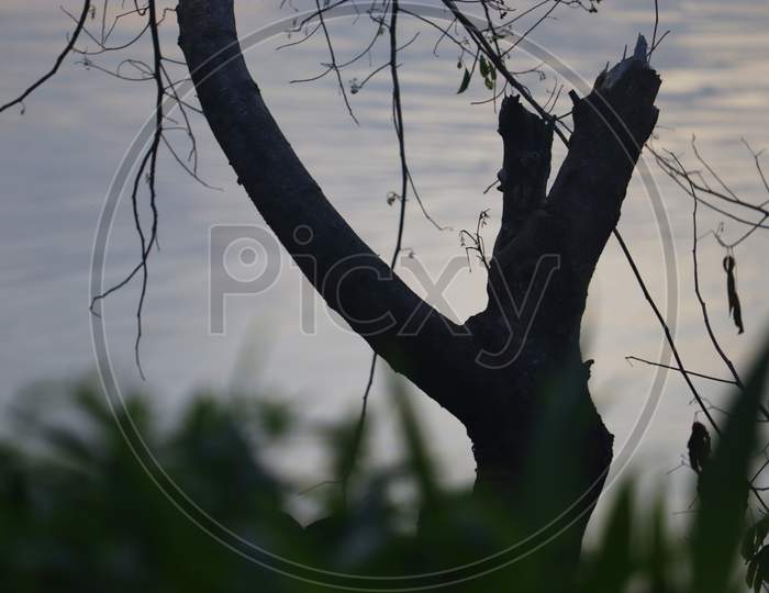 Beautiful Tree view in the evening , stock image,