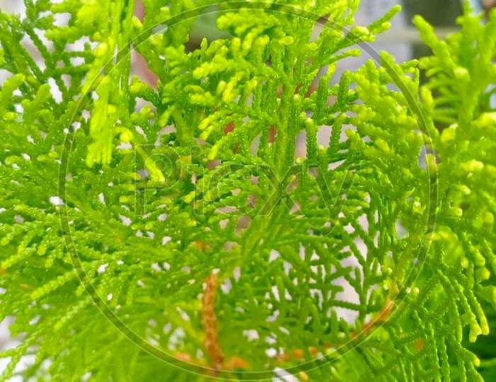 Beautiful caulerpa plant photography