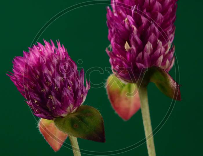 Micro Shot Of Pretty Indian Pink Flower With Green Background