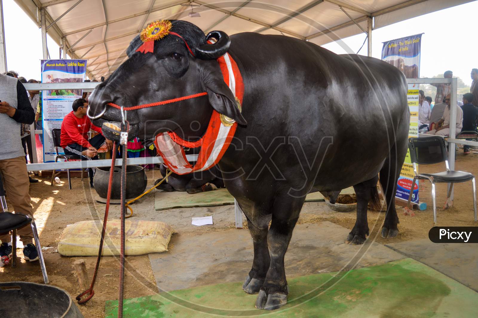 The Big Indian Male Buffalo Who Is Showcasing For Agriculture Fair, This Big Male Indian Buffalo Is So Rich,His Fertility Is So Good To Produce Baby Buffalo, Clean Shaved And Need Massage Everyday.