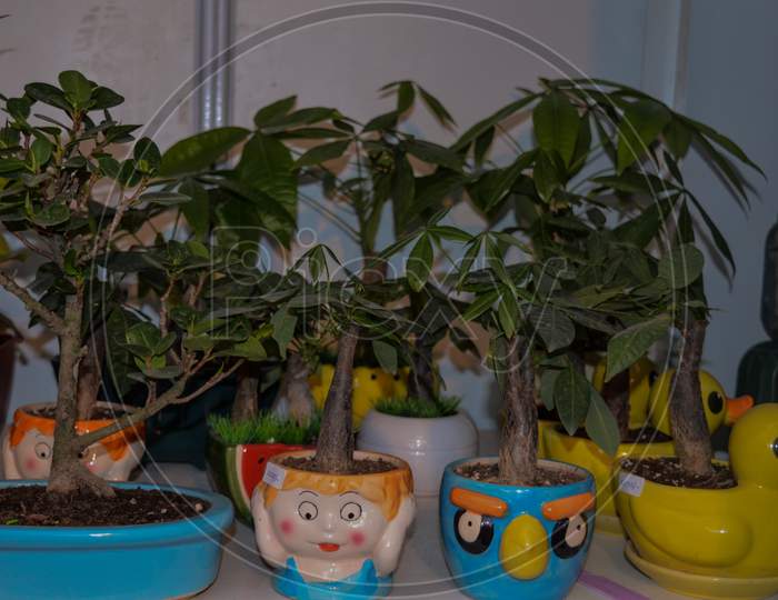 A Group Of Plants For Sale At Stall In Cute Pot.