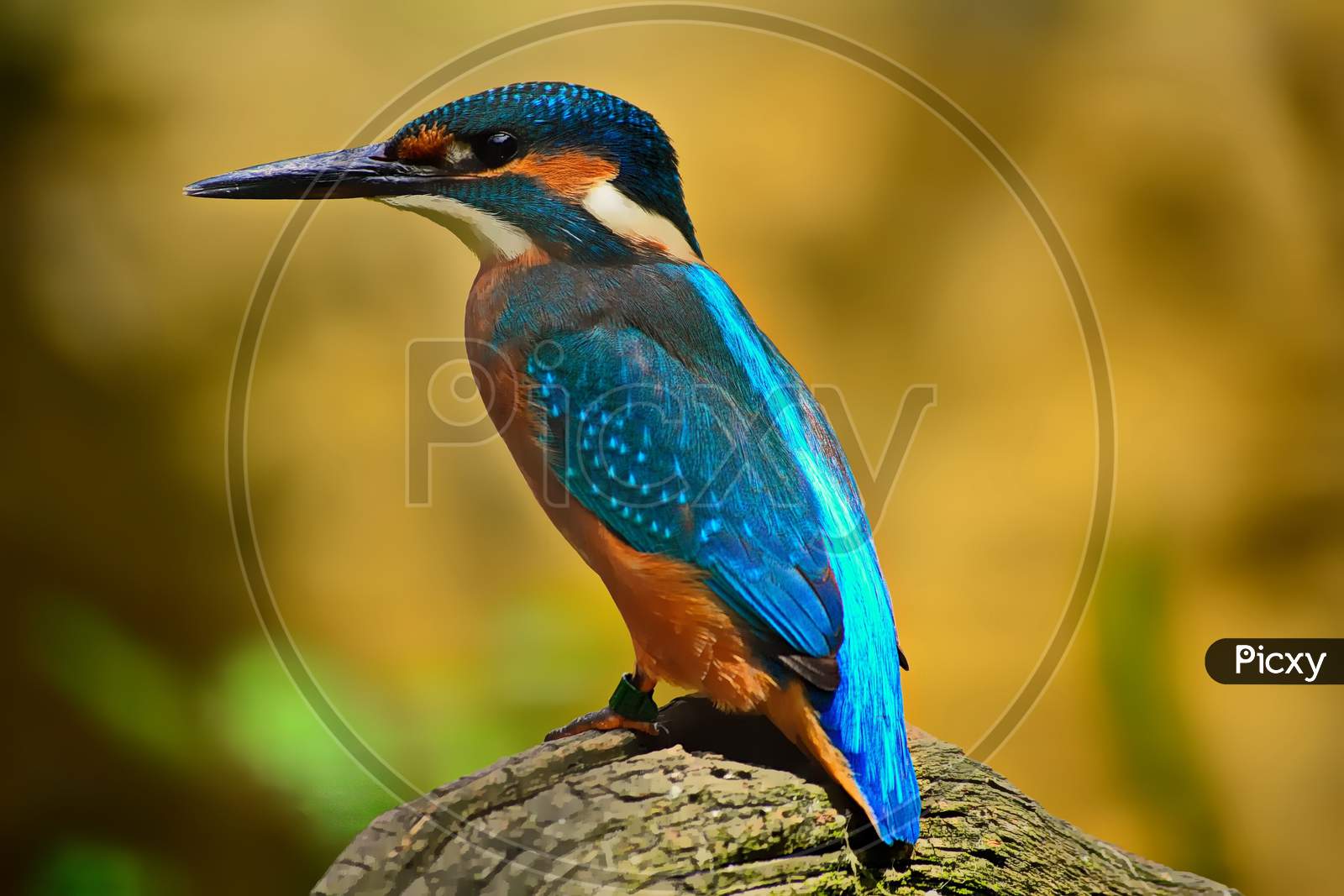 Kingfisher bird blue plumage Nature elegant