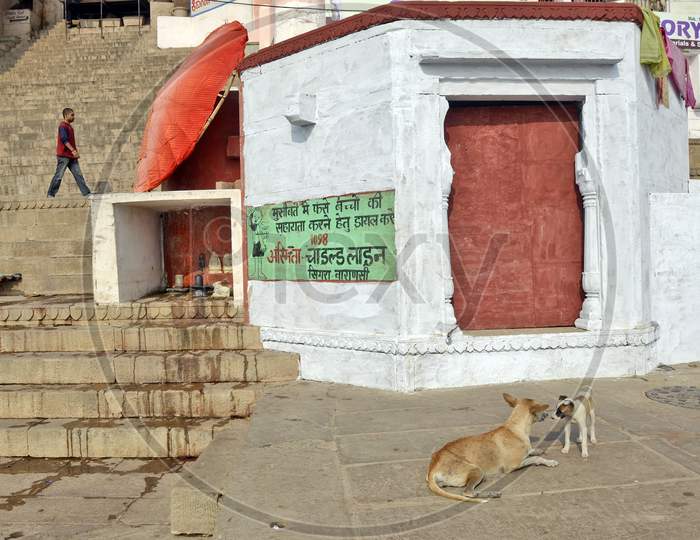 puppy and mother at varanasi