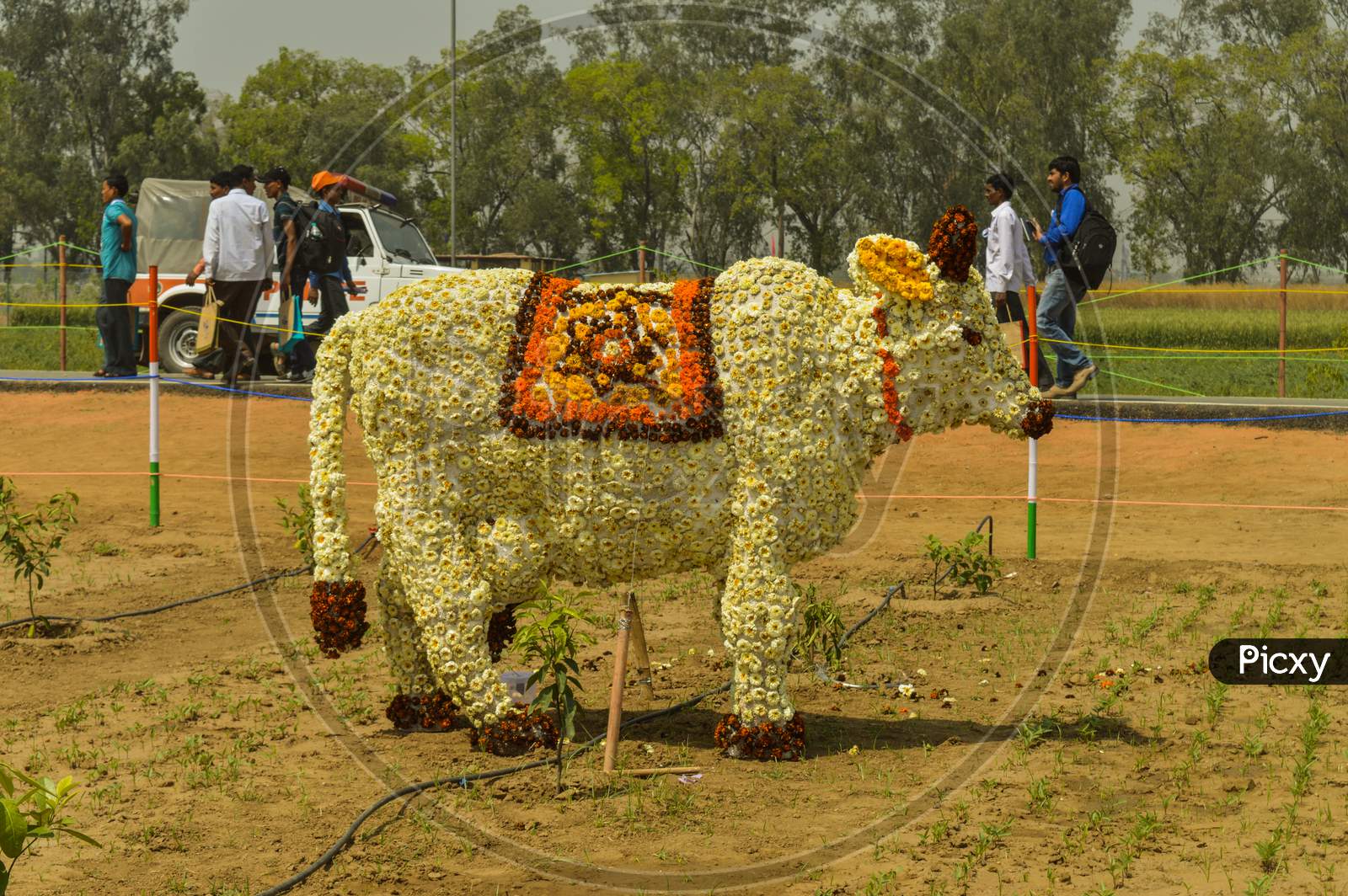 A Statue Of Indian Cow Which Is Made Of Cotton And Flower Showcase On The Agriculture Festival, Pusa, New Delhi.