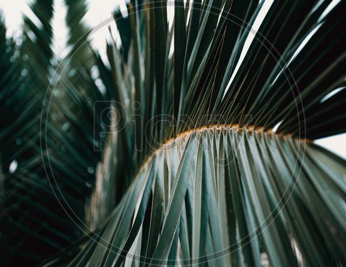 Horizontal Close Up Of A Palm Tree With Copy Space During A Bright Day