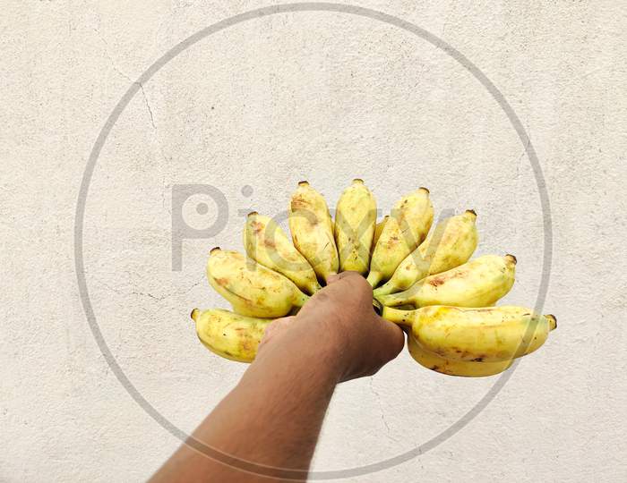 Human Hand Holding A Cluster Of Bananas.Isolated On White Background. Festival Concept.