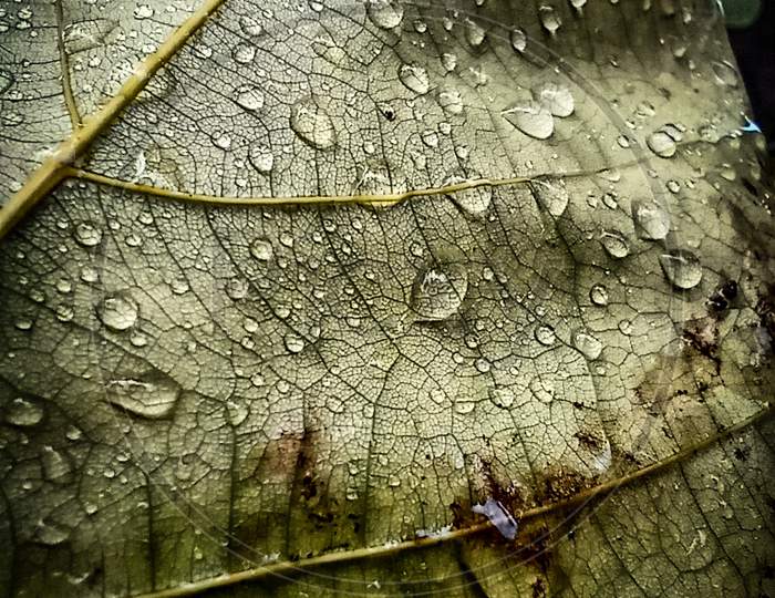 Leaf macro photography