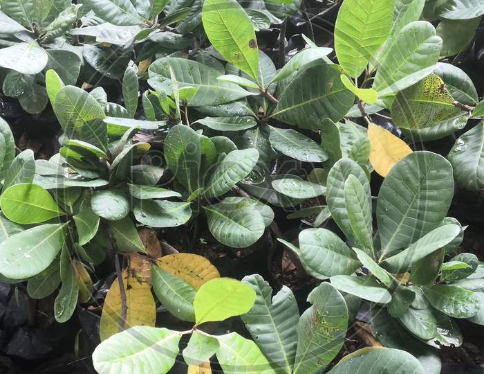 Cashew Tree Plant