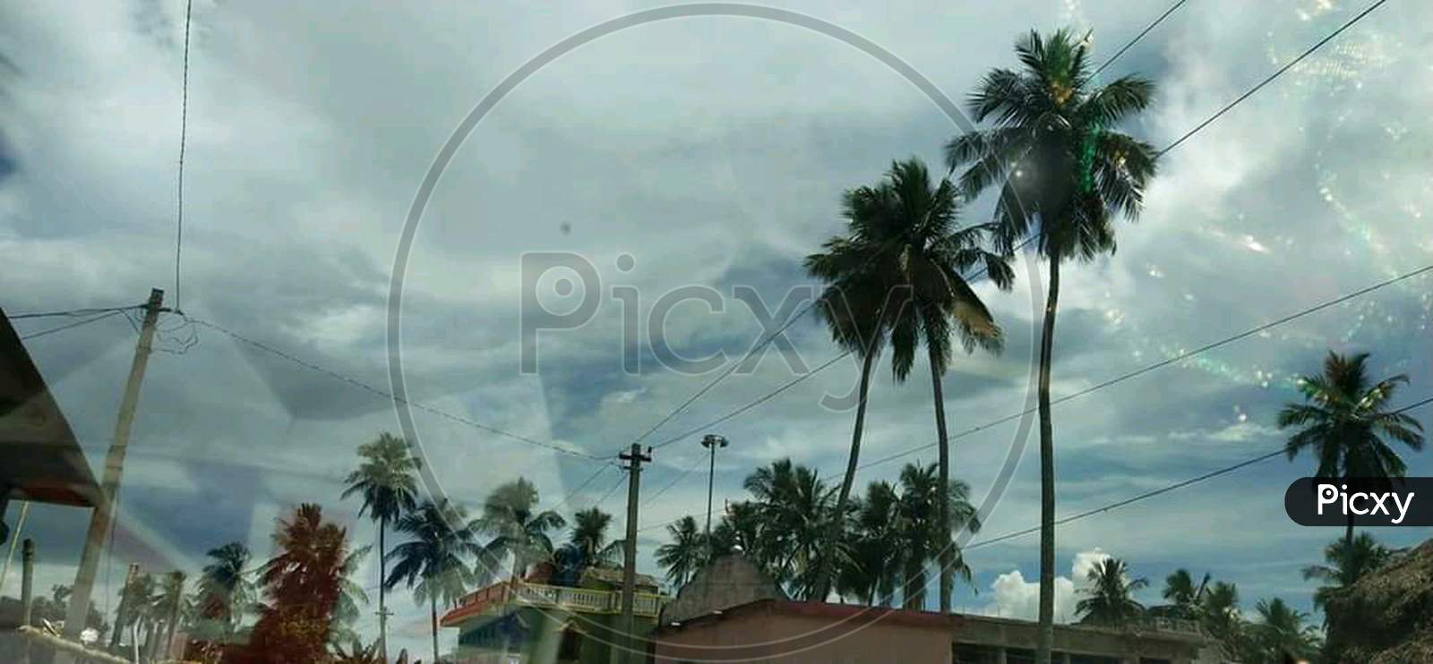 Sky and coconut plant photograph