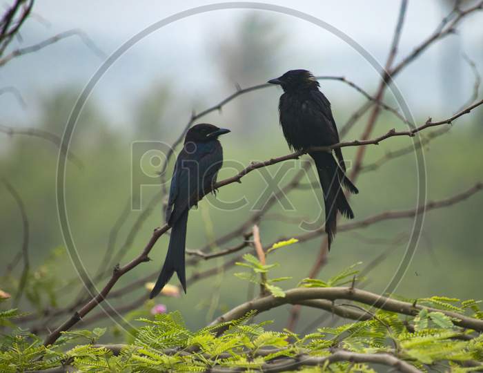 Black drongo pair