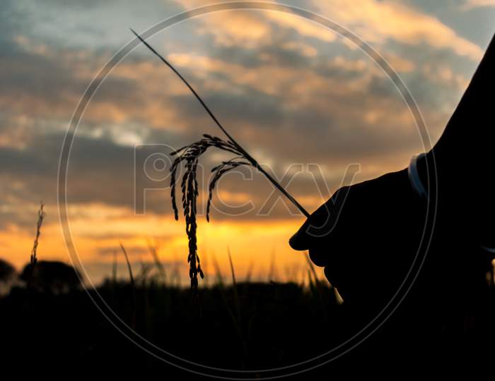 picture of  farmer Holding Sheaf of paddy in hand  in paddy field on evening time