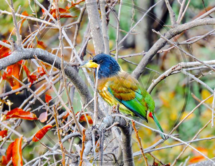 The great Indian Barbet