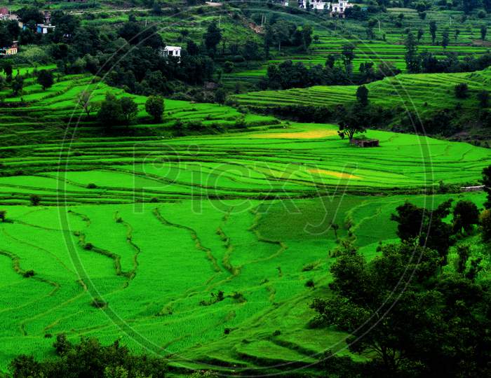 Paddy farming on the mountains of paradise of india