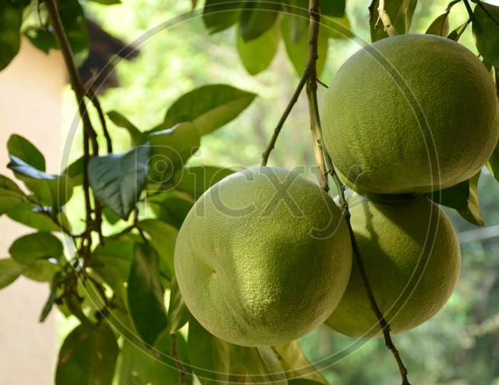 The Ripe Green Lime Fruit With Green Leaves And Branch In The Garden.