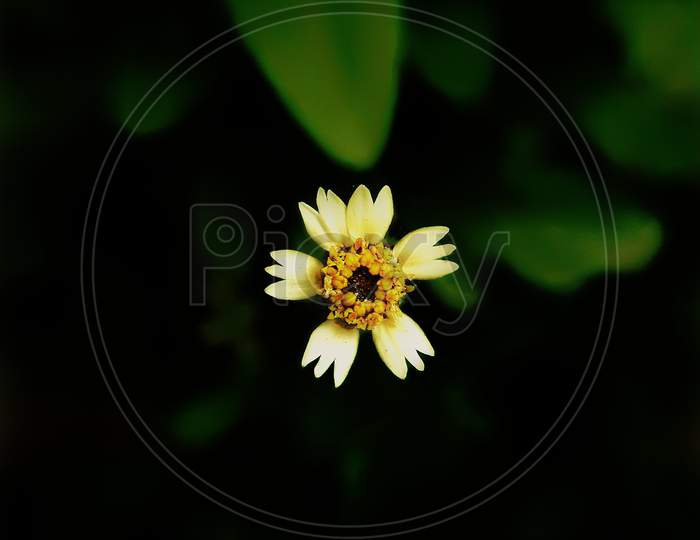 Macro shot of flower