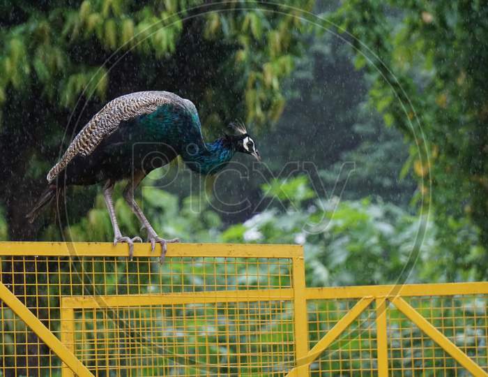 Peacock in rain