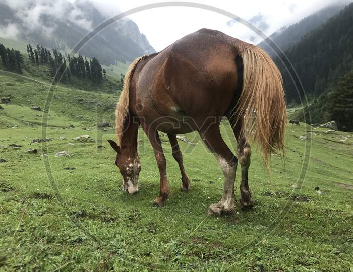 Horse grazing in the upper regions of Himalayas