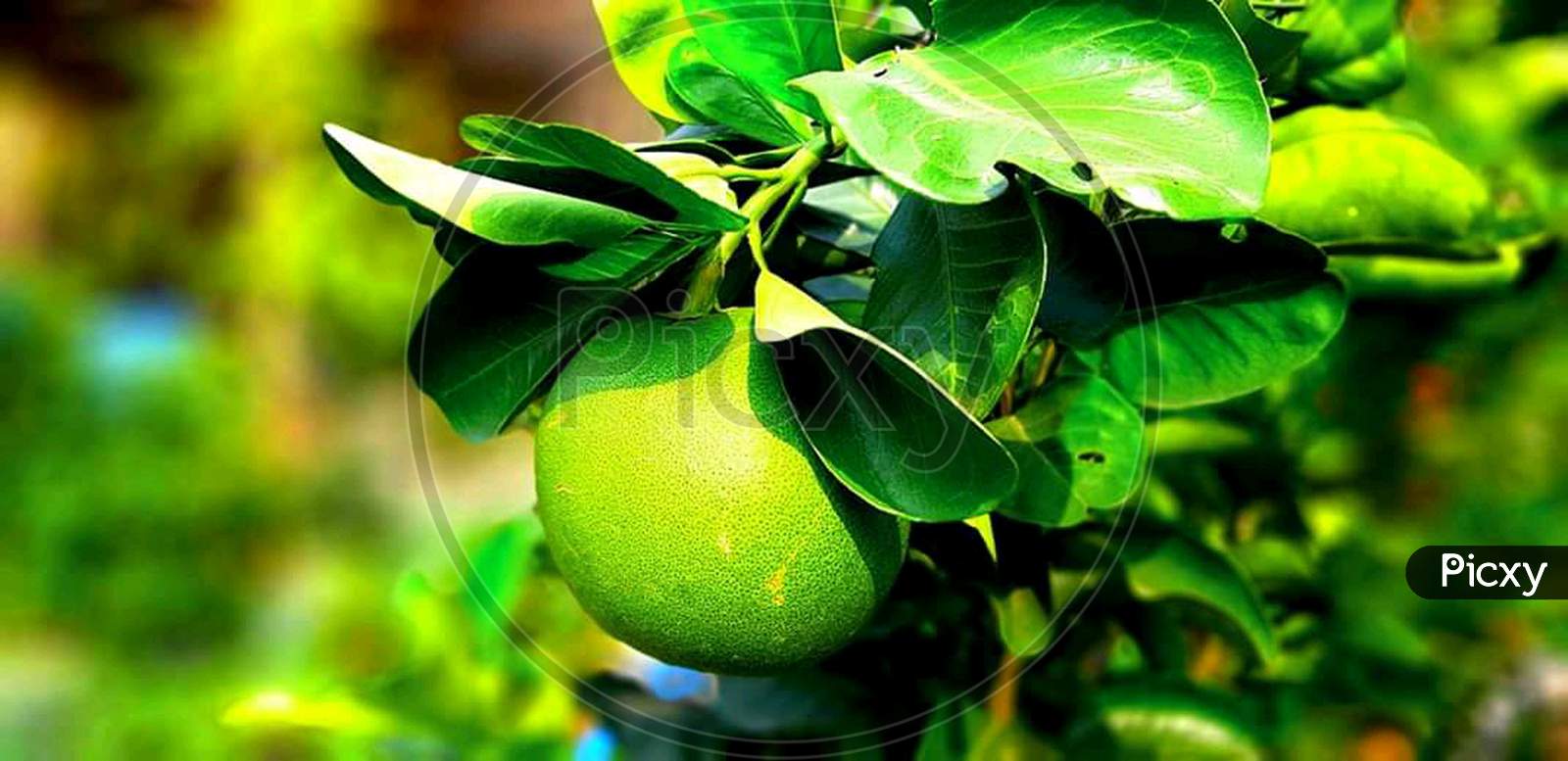 Lemon plant photograph