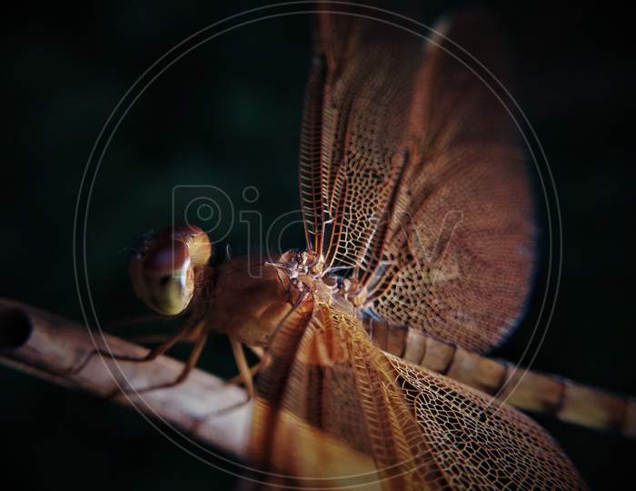 Brown Dragonfly, focused wings