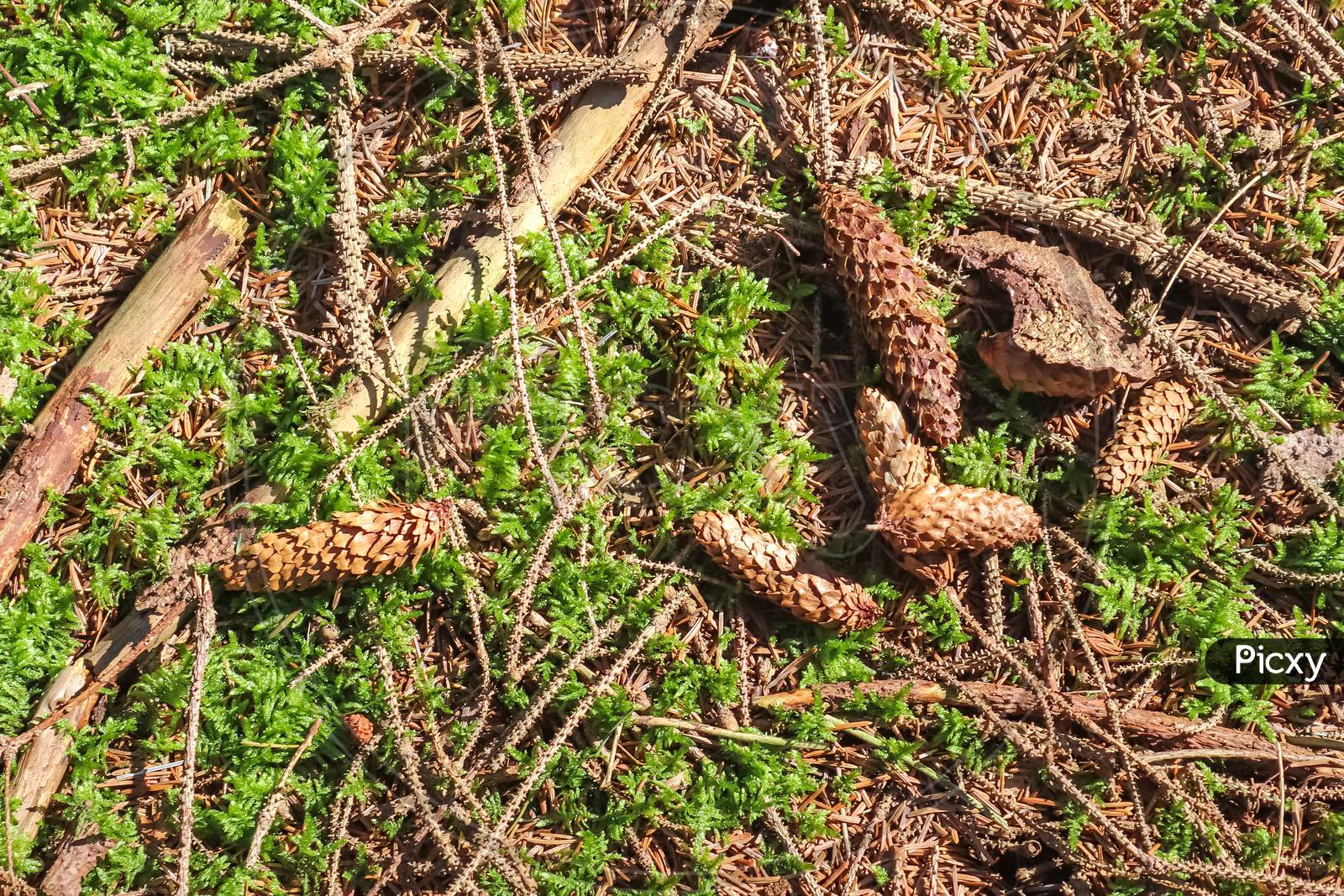 Image of Forest Soil Texture Background. The Ground In A Forest With