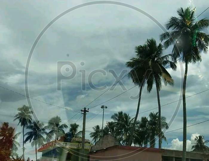 Sky and coconut plant photograph