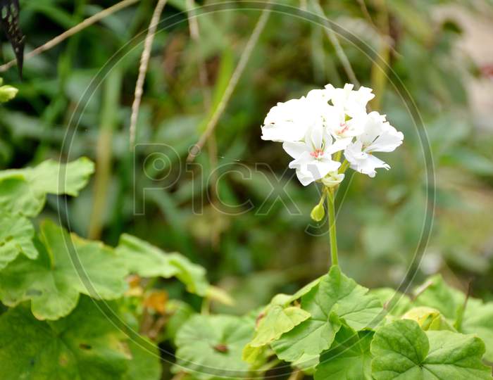 The Beautiful White Flower Of Petunia With Leaves And Plant.