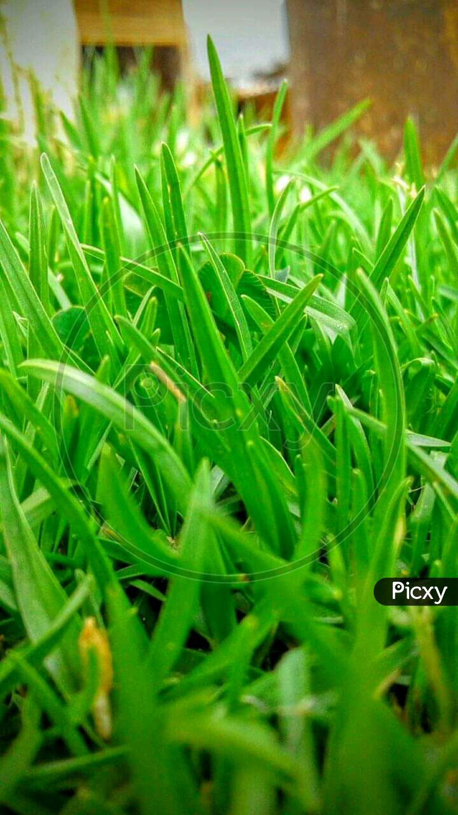 Beautiful grass photograph