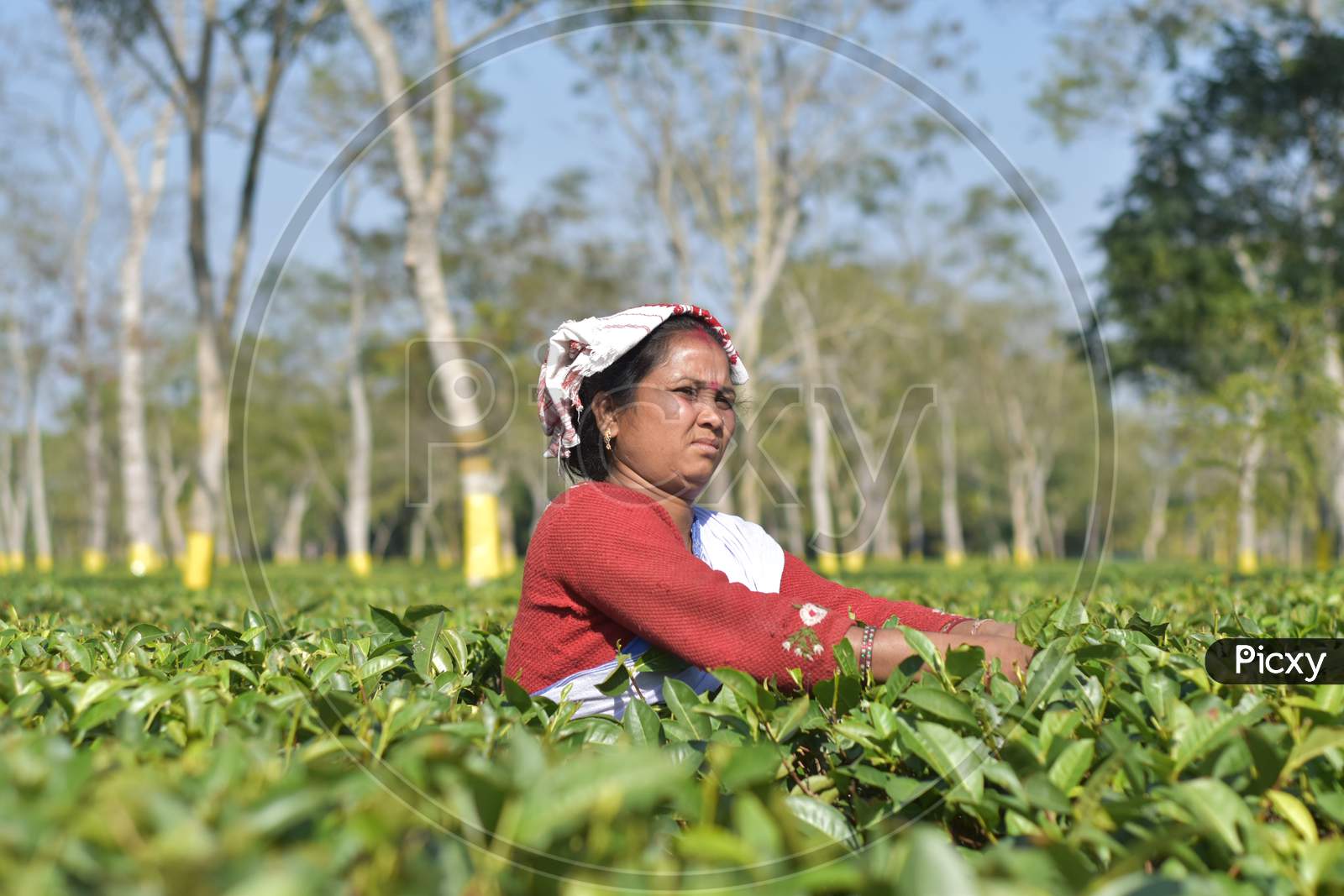 Assam Tea Worker