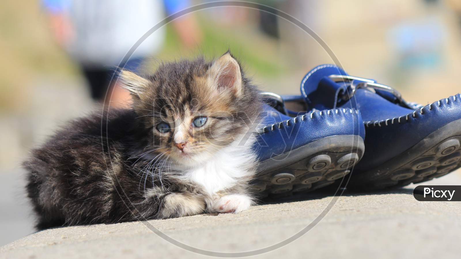 Kitten baby cat  shoes