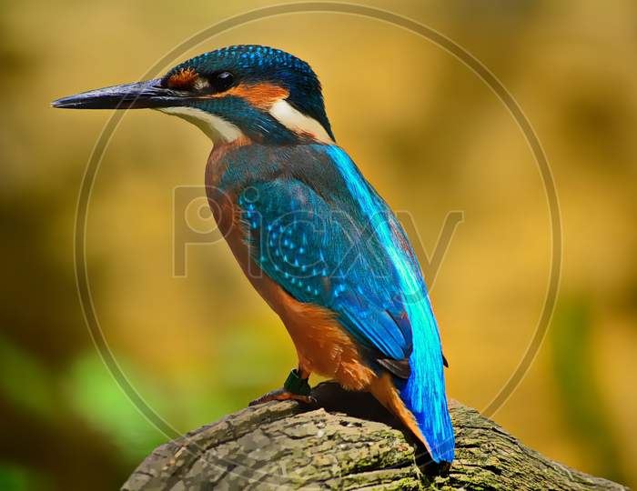 Kingfisher bird blue plumage Nature elegant