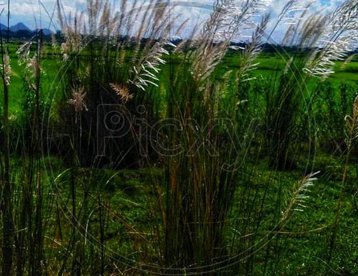Green grass photography