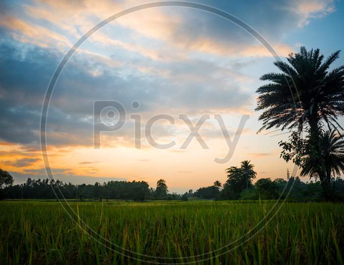 A Landscape view of a paddy field with colorful sky at the time of Sunset