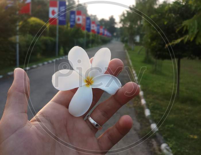 A beautiful flower in my hand