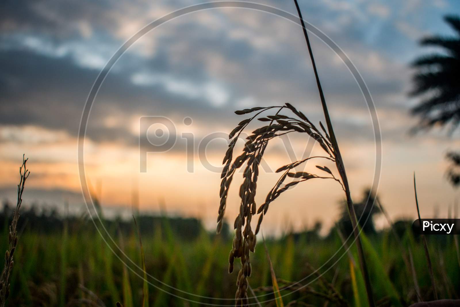 picture of Sheaf of paddy in paddy field on evening time