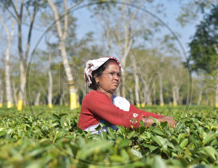 Assam Tea Worker
