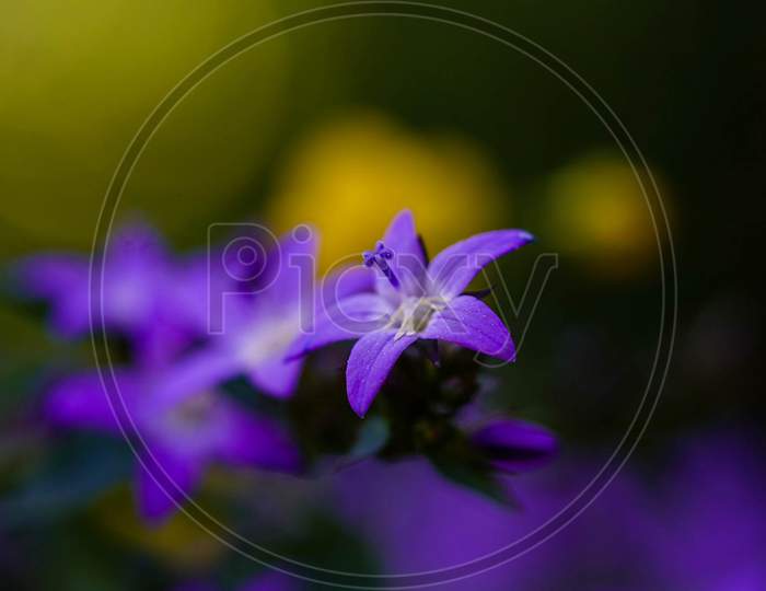purple,violet,flower,lavender,macro,photography