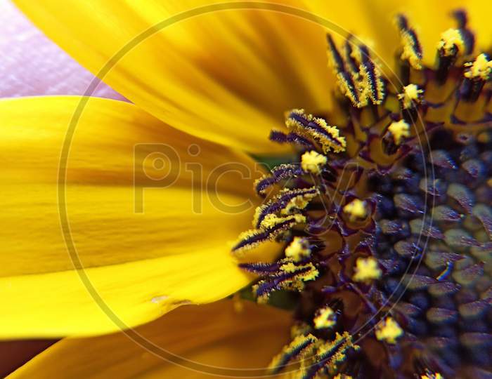 Detailed macro photos of sunflower.